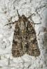 Acronicta rumicis